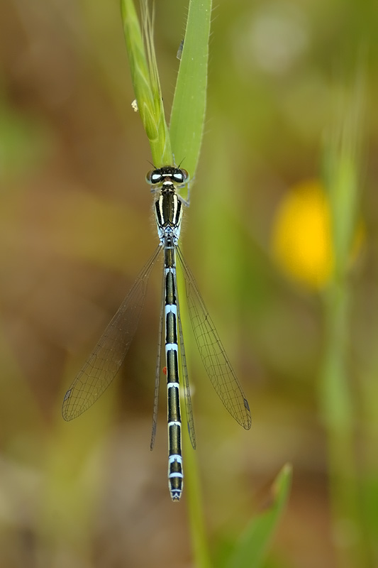 femmina di Coenagrion...pulchellum?